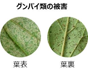 グンバイの被害