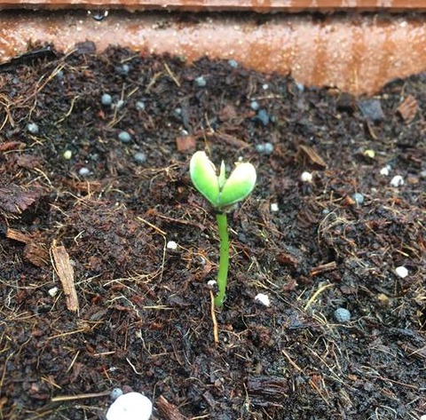 枝豆の芽