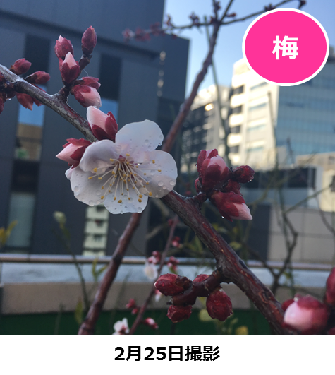 梅①