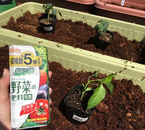 元肥として混ぜ込んだ粒剤