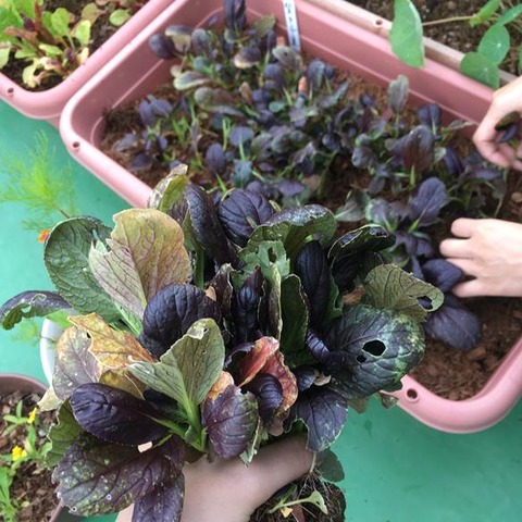 ボロボロ
