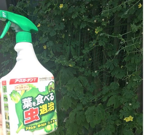 グリーンカーテン