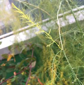 アスパラ
