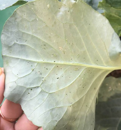 小さい虫