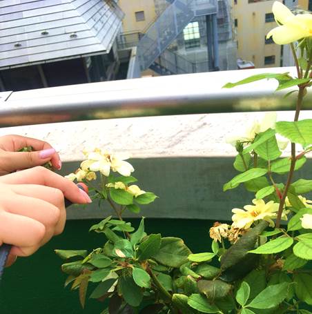 花がら摘み