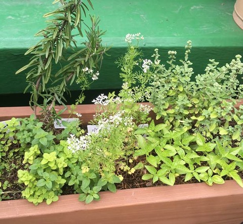 ハーブの寄せ植え
