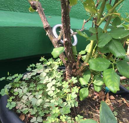 バラの株元の雑草