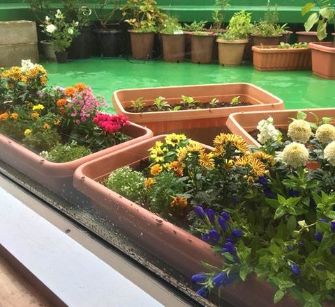 花の寄せ植え