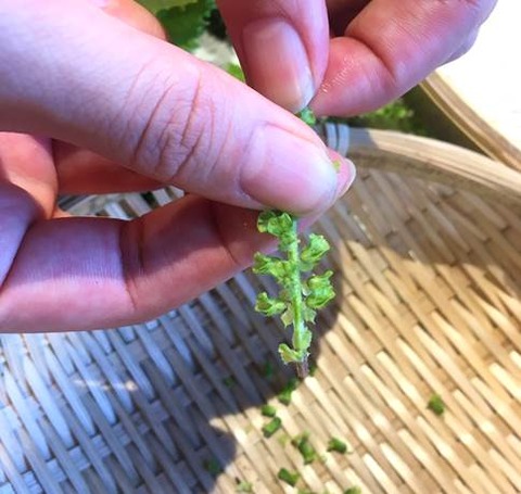 大葉の実をとる