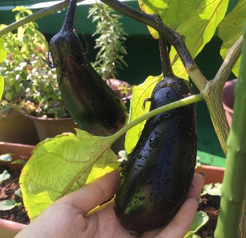 茄子の収穫2個目