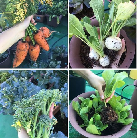 にんじんコカブチンゲン菜ブロッコリー