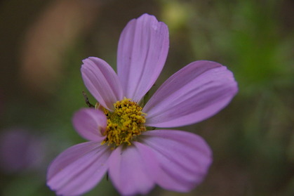 IMGP0580