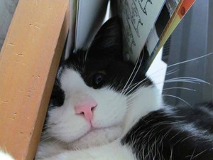 マズルふぐふぐ