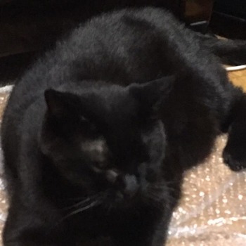 うっとり黒豆