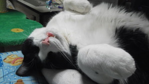 なにというモフモフ