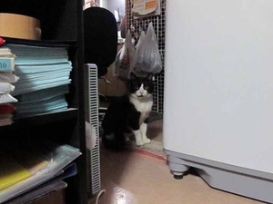 御飯まだ?