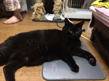床が涼しい黒豆