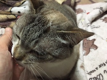 憮然としたちくわ2