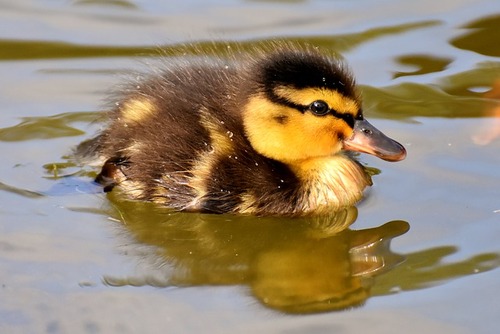 mallard-3524213_640