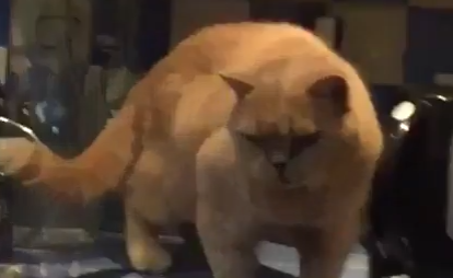 俺はこれからどうなるんだ？自分の未来を心配する猫。海外の反応