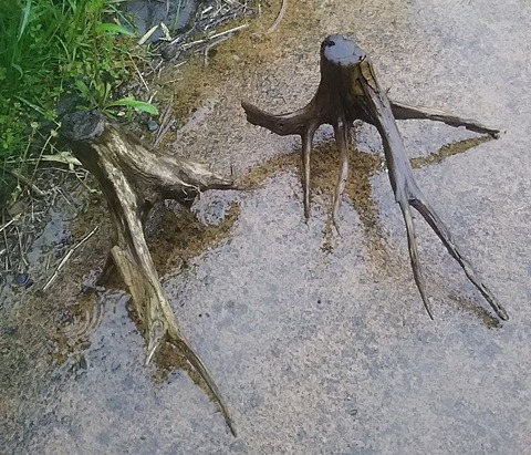 流木2
