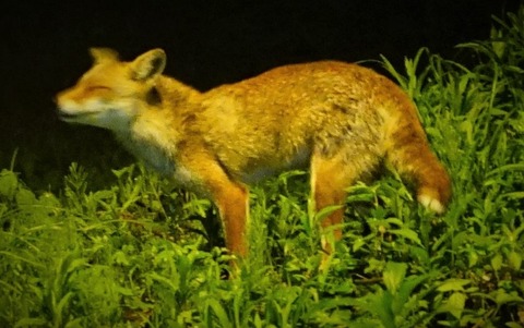 キツネ4笑ったキツネ
