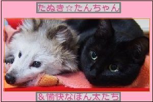 たんちゃん