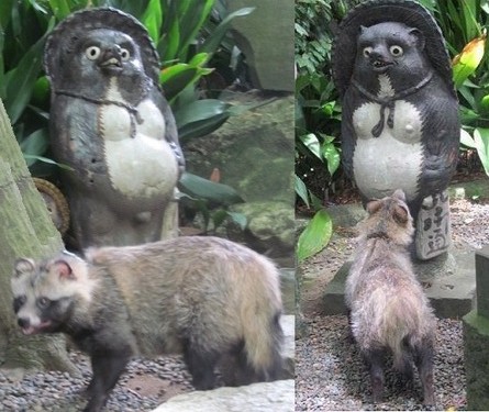 たぬきウォーカー證誠寺たぬき