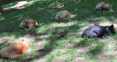 zzzz