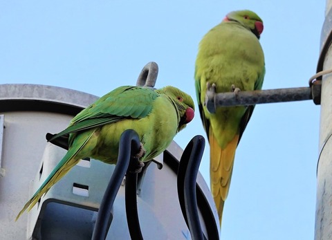 野良インコ