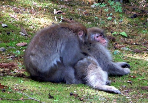 子猿1