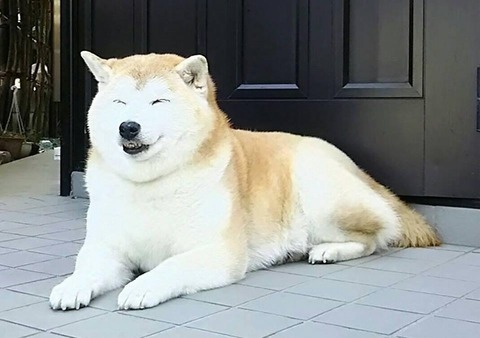 満面の笑み犬