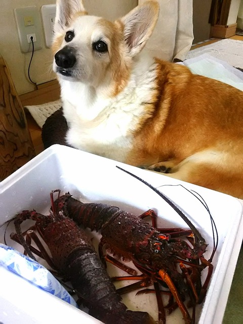 1伊勢海老