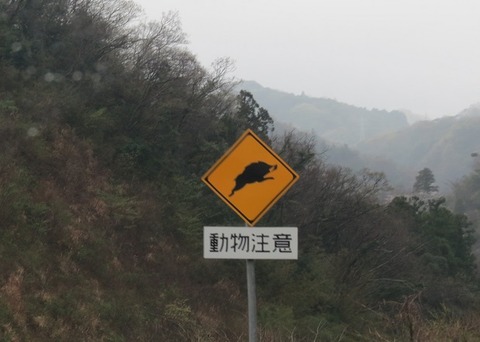 動物注意