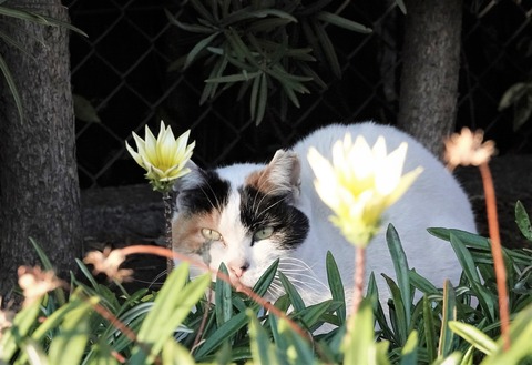 野良猫