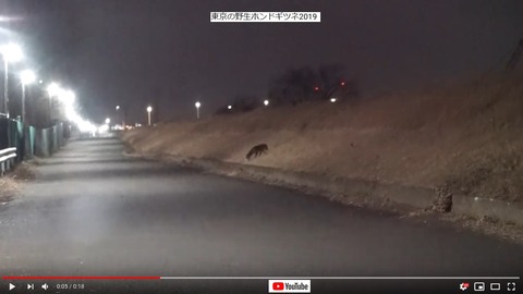 東京のホンドギツネ