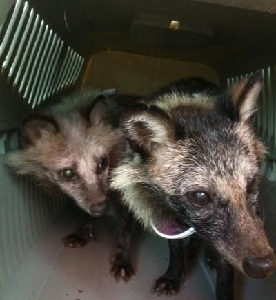 タヌキウォーカー・西のたぬきくん探索