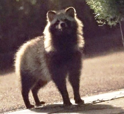 タヌキ芸人、はいっ!ひょっこりはん!