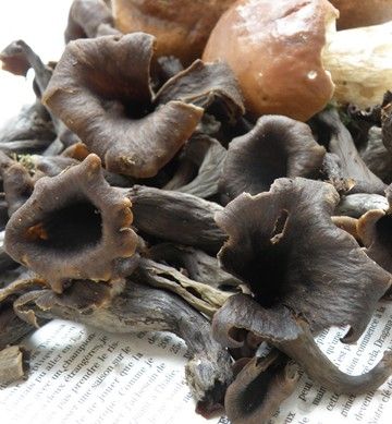 trompette de la mort1