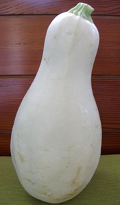 patisson longue