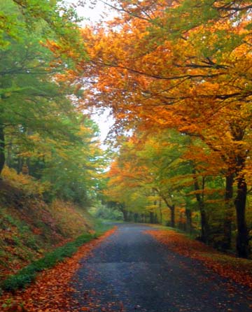 feuilles colorees
