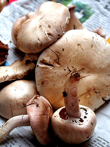 champignons du jardin1