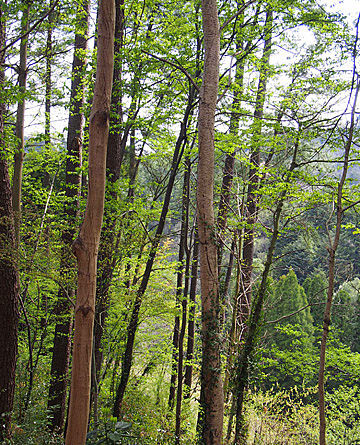takao12