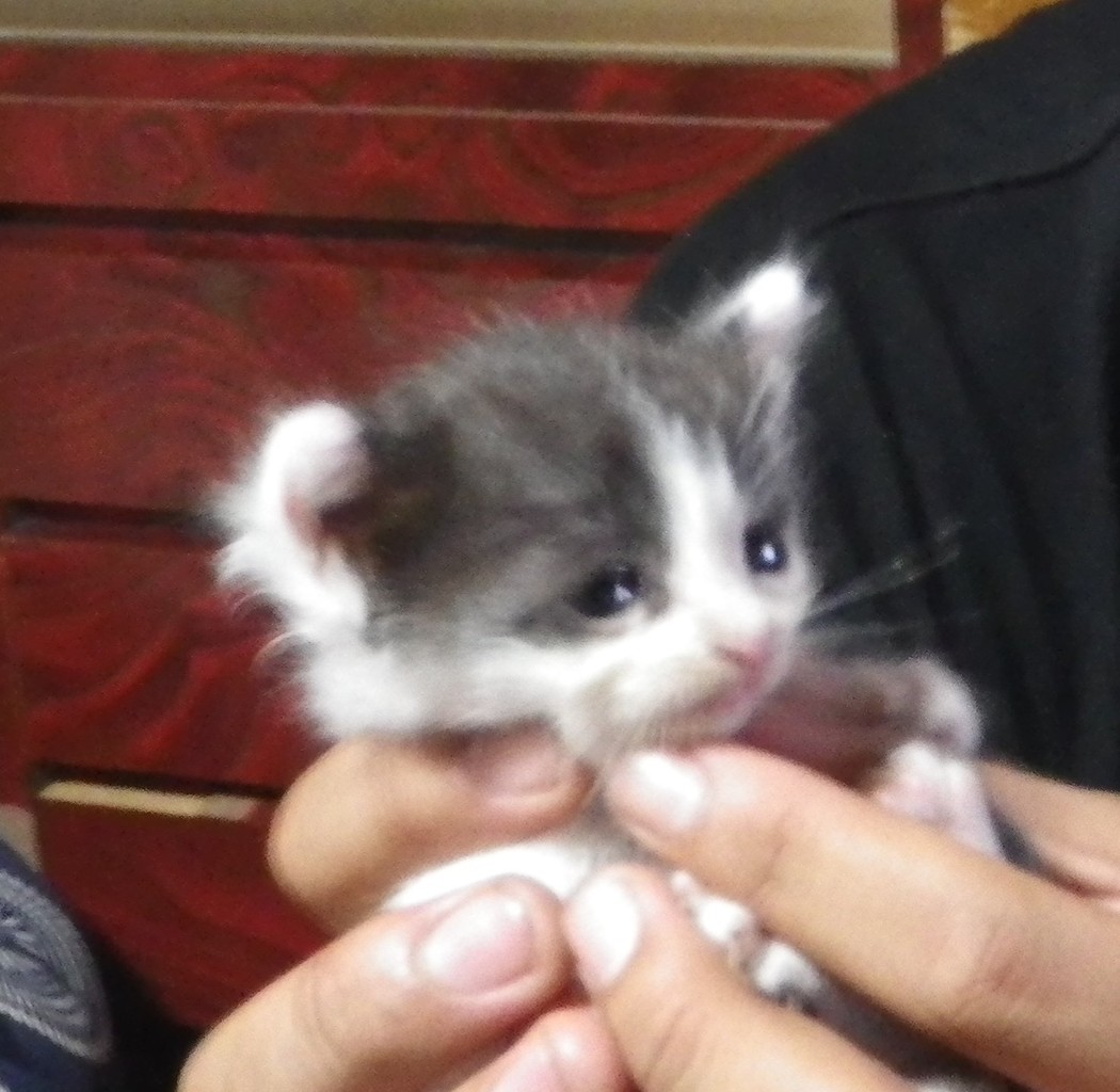 白黒ちびちゃん の掲示板投稿写真＆画像
