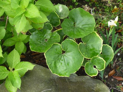 石蕗 つわぶき 黄昏茶房