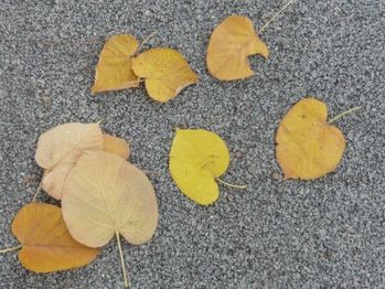 枯葉がちらほらと舞っていますね。