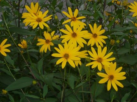 秋を彩る花たち