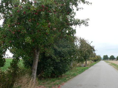 P1310763