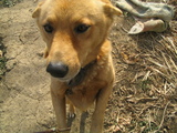 puru1