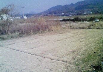 畑